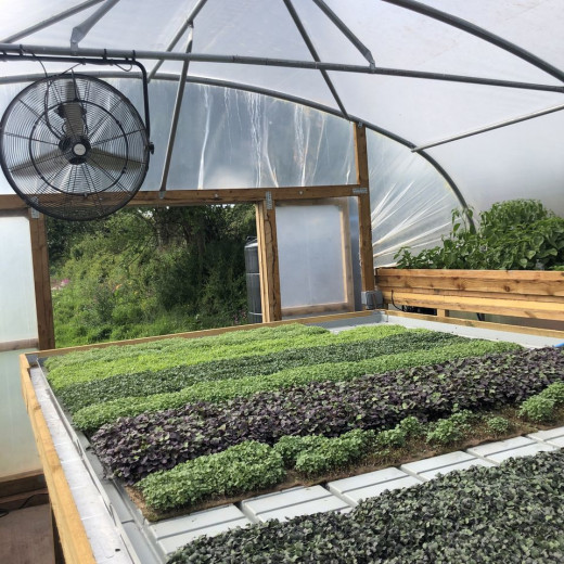 Devon Microgreens image 1