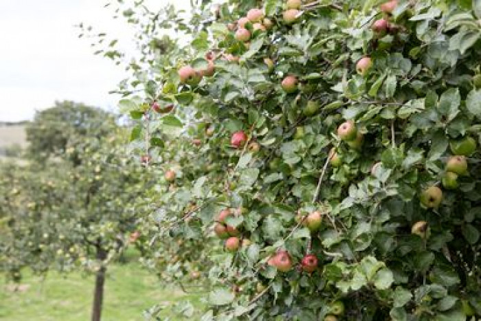 Hunts Cider image 2