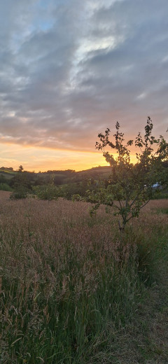 Rull Orchard image 2